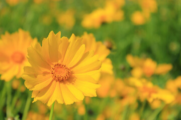 제주도의 화창한 여름날 화단에서 피어난 데이지