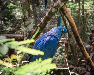 blue and yellow macaw
