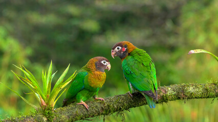 Naklejka premium pair of brown-hooded parrot perched on a branch