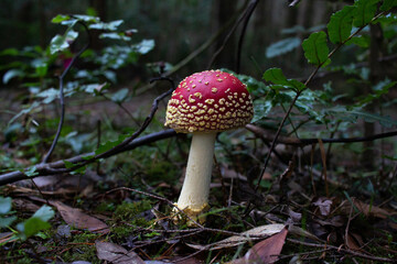 amanita muscaria fly agaric