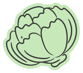 Cabbage doodle. Fresh green vegetable. Organic food