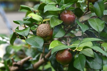 Camellia japonica nuts. Theaceae evergreen tree.
The flowers bloom from winter to spring, and the fruit ripens in autumn and splits into three to produce dark brown seeds.
