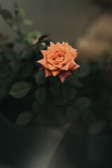 red rose on black background