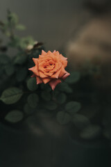 red rose on black background