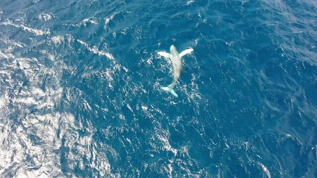 Humpback Whales