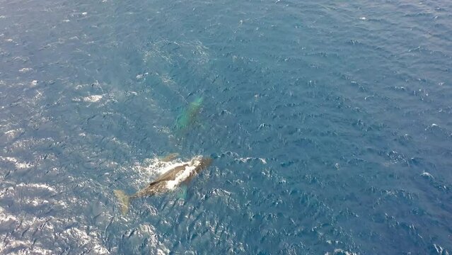 Humpback Whales