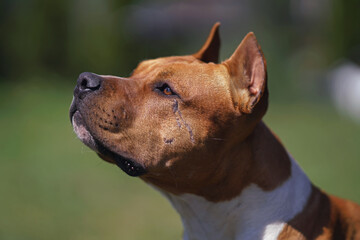 The portrait of a young red and white American Staffordshire Terrier dog with cropped ears and scars posing outdoors in summer