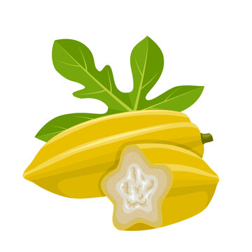 Vector illustration, Babaco whole and cut, also called mountain papaya, chamber fruit and champignon, botanical name Carica pentagona, isolated on white background.