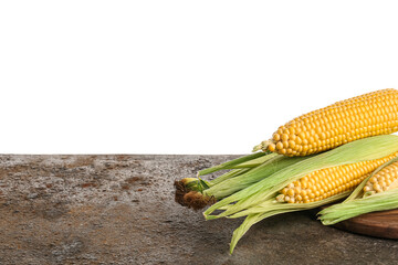 Wooden board with fresh corn cobs on grunge table against white background