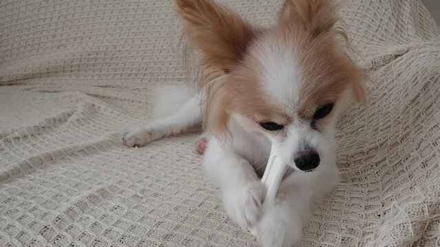 ホネのオモチャを手で持って、噛んで遊ぶ犬