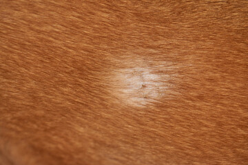 Pemphigus foliaceous on a dog's skin through a powerful photo, revealing the blistering rash, flaky skin, and inflammatory lesions of this autoimmune canine skin disorder.