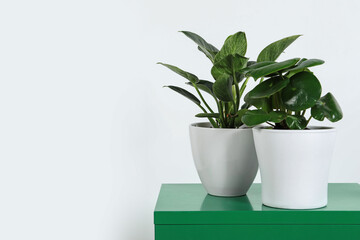 Different houseplants in pots on green chest of drawers near white wall, space for text