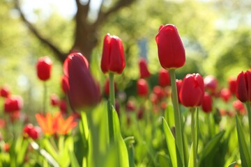 Beautiful red tulips growing outdoors on sunny day, closeup