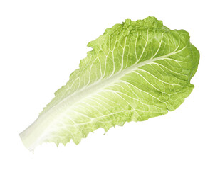 Fresh leaf of green romaine lettuce isolated on white