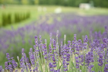 Fototapeta premium Beautiful blooming lavender growing in field. Space for text