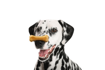 Cute Dalmatian dog with chew bone on nose against white background