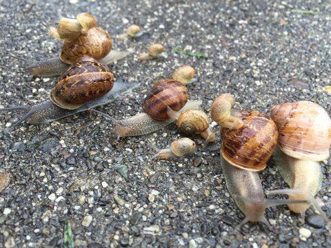 snails on gravel road - Powered by Adobe