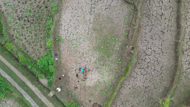 Aerial view of farmers planting and watering crops during drought in Yogyakarta, Java, Indonesia. Global warming, climate change, extreme weather concept. Straight moving looking down 90 degree angle.