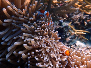 Fototapeta na wymiar A photo of orange nemo clown fish and its beautiful anemone. Bright orange nemo clown fish living on the tropical coral reef. The underwater world of Raja Ampat sea, West Papua, Indonesia.