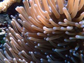 Naklejka na ściany i meble A photo of orange nemo clown fish and its beautiful anemone. Bright orange nemo clown fish living on the tropical coral reef. The underwater world of Raja Ampat sea, West Papua, Indonesia.