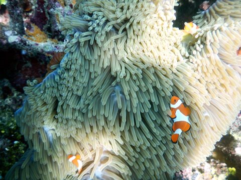 A photo of orange nemo clown fish and its beautiful anemone. Bright orange nemo clown fish living on the tropical coral reef. The underwater world of Raja Ampat sea, West Papua, Indonesia.