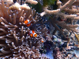 Naklejka na ściany i meble A photo of orange nemo clown fish and its beautiful anemone. Bright orange nemo clown fish living on the tropical coral reef. The underwater world of Raja Ampat sea, West Papua, Indonesia.