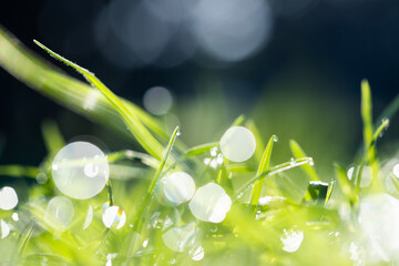 Close up of green plants and grass with waterdrops on sunny day