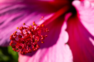 Close up of pink booming flower and pistil on sunny day