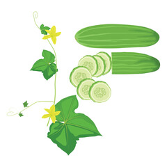 Vector illustration of ripe and unripe green cucumber with leaves. Sliced and whole cucumber vegetable in cartoon flat style for business and education design element. Healthy for skin treatment