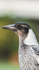 A young magpie closeup