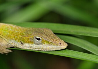 Green anole lizard (Anolis carolinensis) resting in tall grass during the night hours in Houston, TX. Head profile with selective focus.
