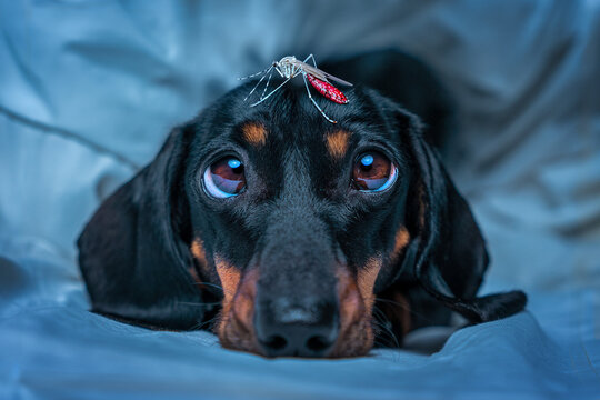 Exhausted by sleepless night, dog dachshund lies on blanket looks up, mosquito drunk with blood sits on head of puppy. Insect bite, disease annoying mosquito in room Dyphrosis, protecting pets 