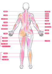女性　全身筋肉　背面