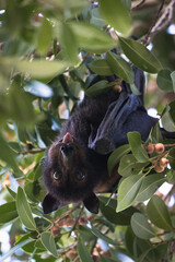 A red fox bat on a branch