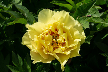 Huge yellow peony flower in Chinese part of the Montreal botanical garden. Bartzella Itoh Peony bloom in Park. Queen of Flowers Chinese Peonies