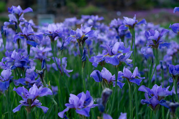 Field of iris flowers. Lilac, purple, pink irises on a background of green leaves and stems. Large bright buds and petals.