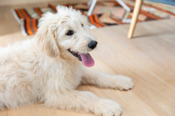 ラブラドゥードル　Labradoodle