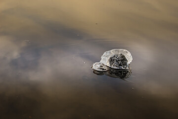 Frozen icicle on branches by the Ottawa river