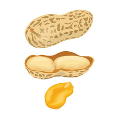 Vector illustration of peanut icon in cartoon flat style. Natural peanut food fat protein for healty life. Drawing nut for menu packaging advertising. Isolated on white background.