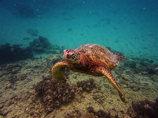 Obraz na płótnie Canvas Sea Turtle Swimming Underwater