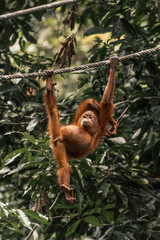 A young orangutan climbs with his arms in the jungle
