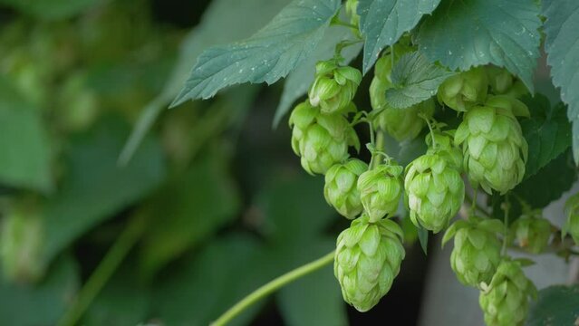 Hops or humulus at harvest time. Herbal medicine and pharmacy concept, health care