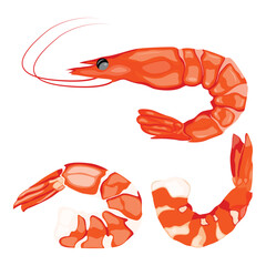 Vector illustration of shrimp prawn icons set. Boiled shrimp drawing on a white background. Collection shrimp, shrimps without shell, shrimp meat. Menu icon for healthy sea food. Protein food