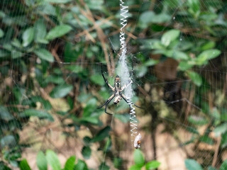 A View of the Underside of a Black and Yellow Garden Spider Eating Its Prey
