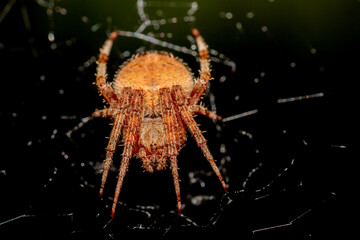 a Hentz Orb-weaver at night clinging to its web, scientific name Neoscona crucifera