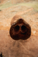 An elephant trunk detail close up
