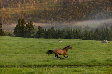 Horse running in the Montana Mountains