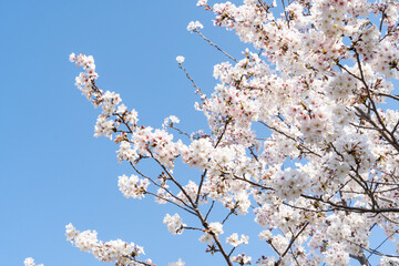 青空とサクラ