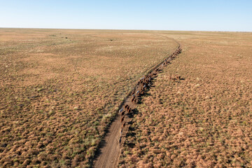 Cattle in far outback Queensland, Australia.