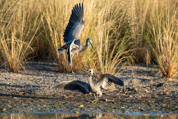 Grey herons fighting on a lagoon in far north Queensland, Australia.